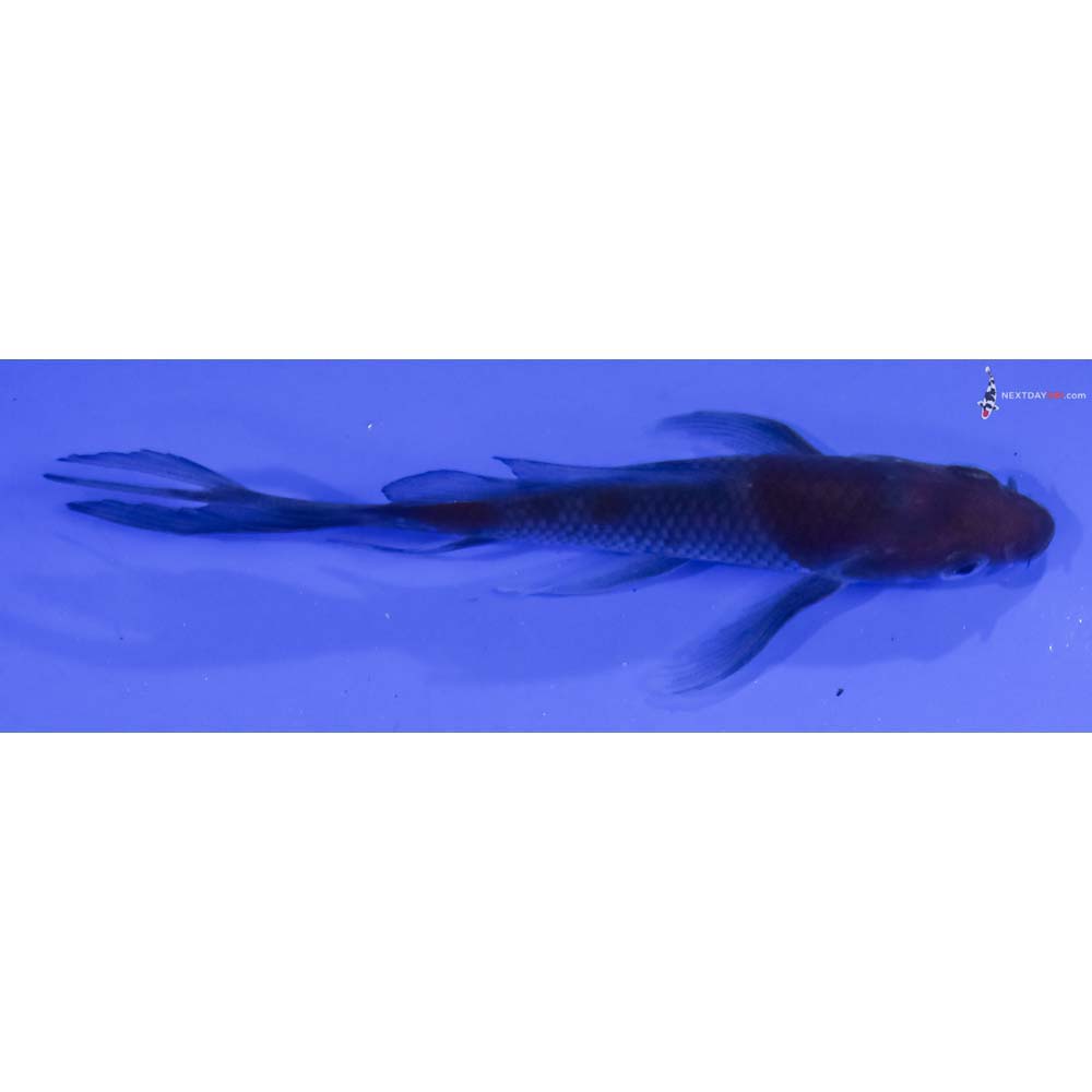 4β Imported Ochiba Shigure Butterfly Koi