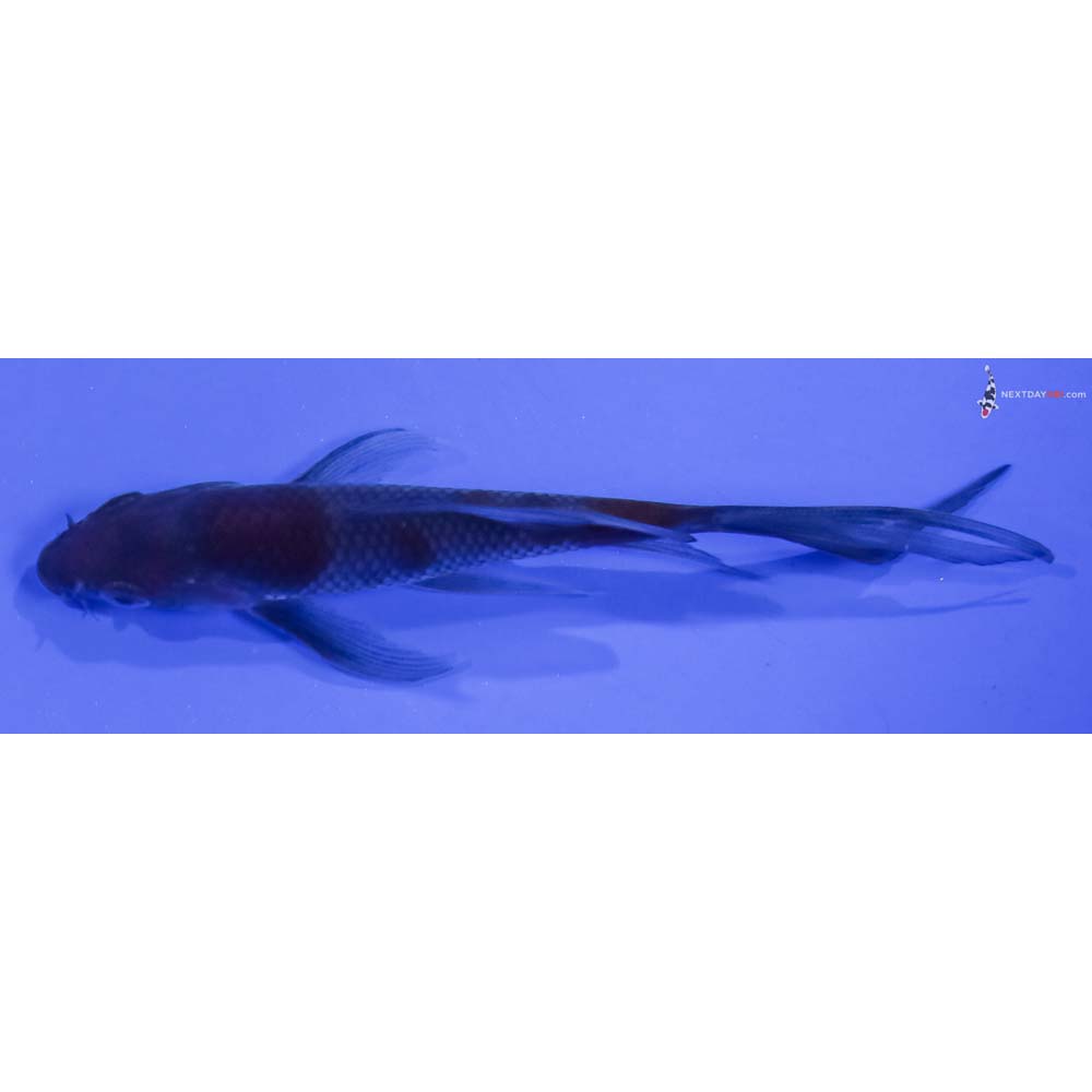 4β Imported Ochiba Shigure Butterfly Koi