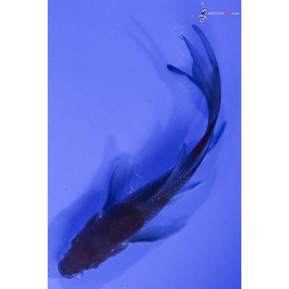 4β Imported Ochiba Shigure Butterfly Koi