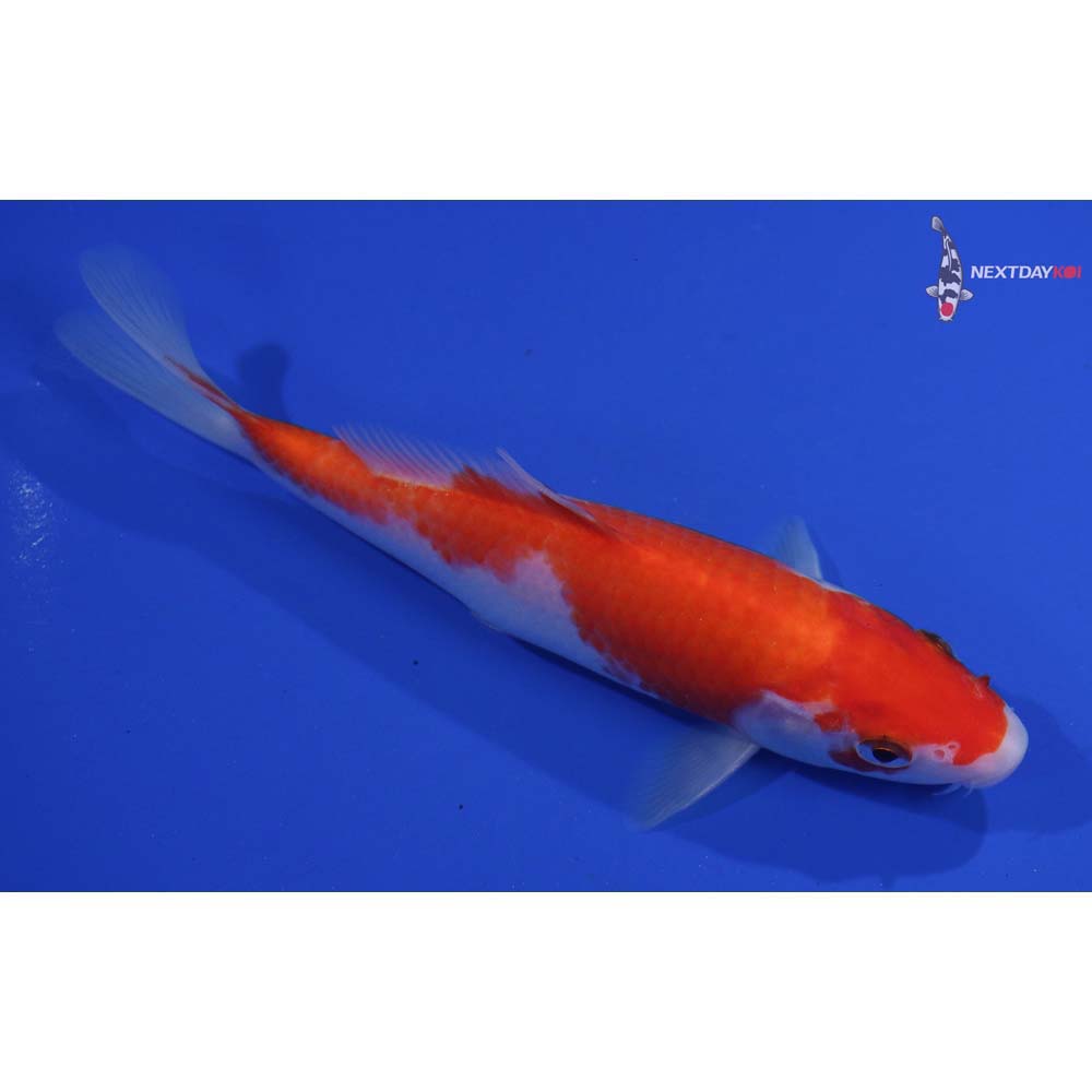 6” Imported Kohaku