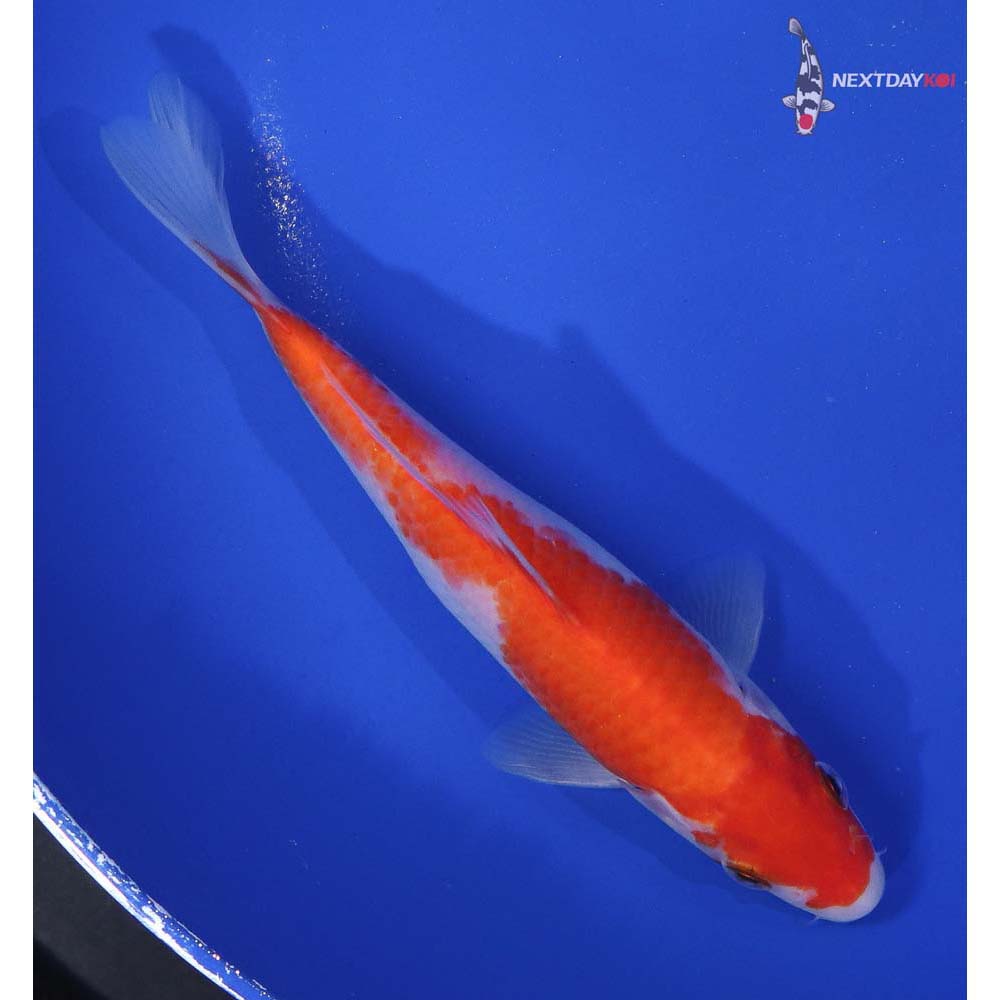 6” Imported Kohaku