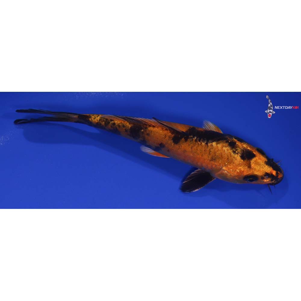 6.5” Imported Kin Hi Utsuri