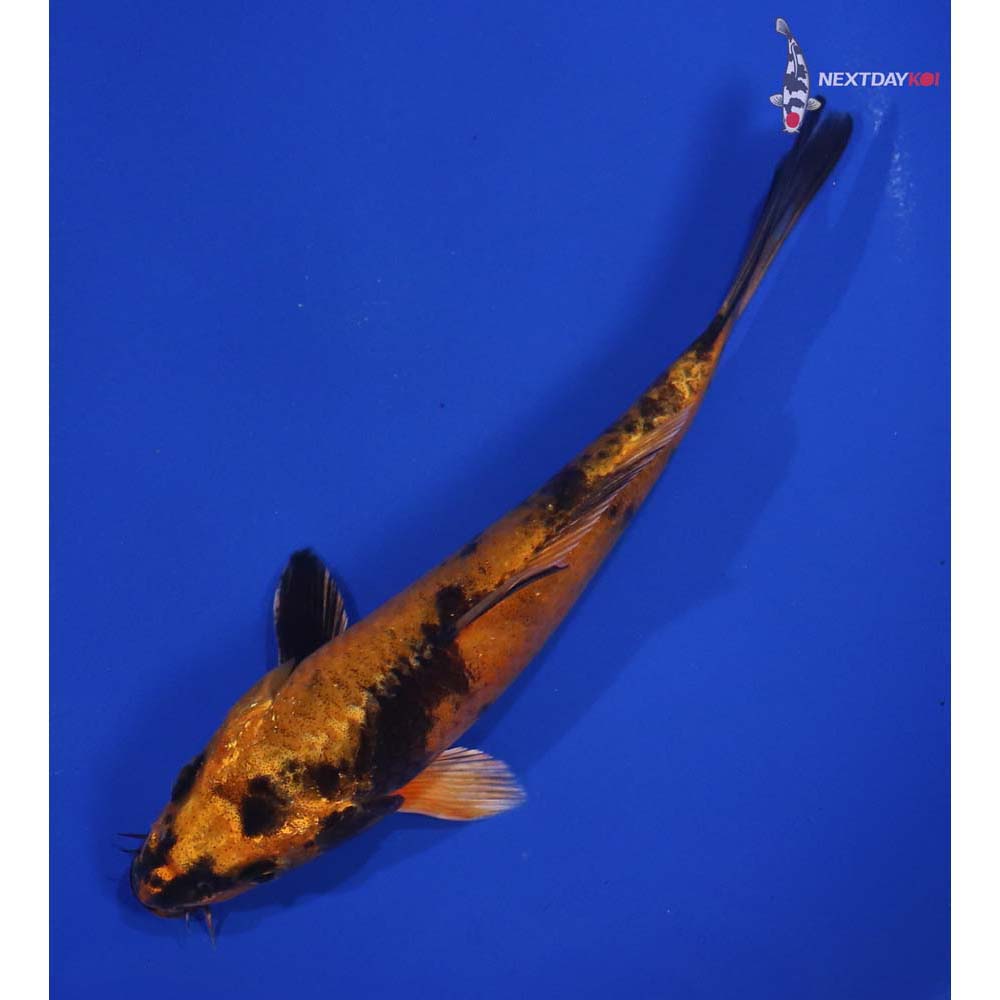 6.5” Imported Kin Hi Utsuri