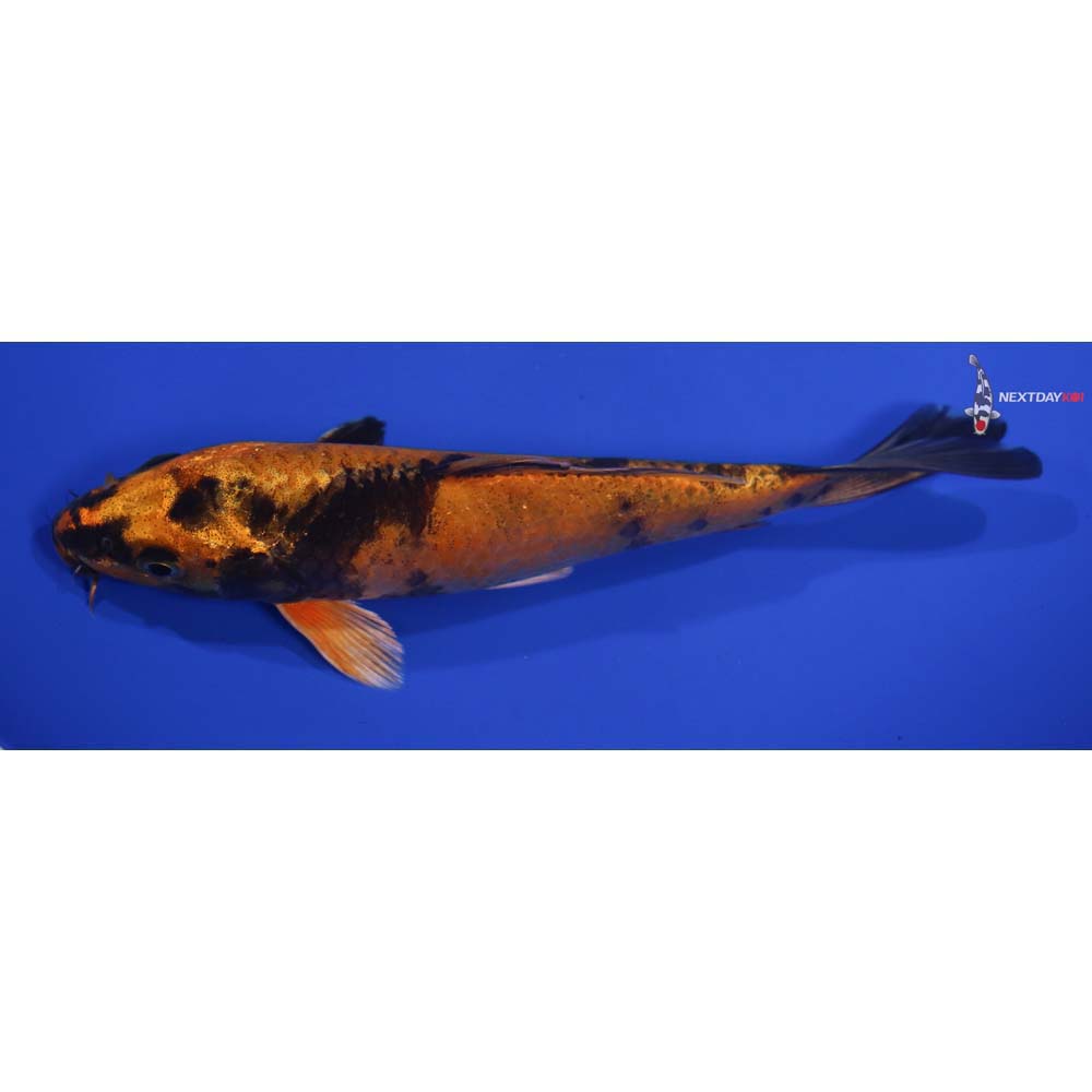 6.5” Imported Kin Hi Utsuri