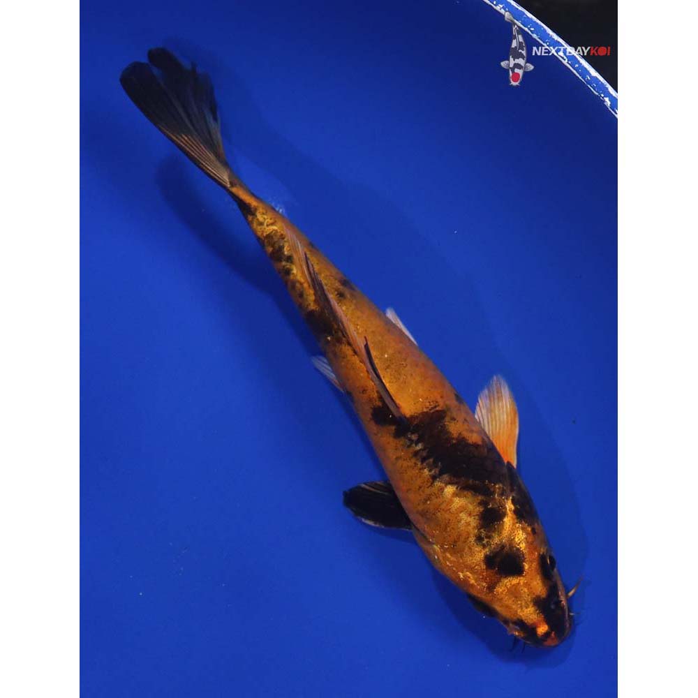 6.5” Imported Kin Hi Utsuri