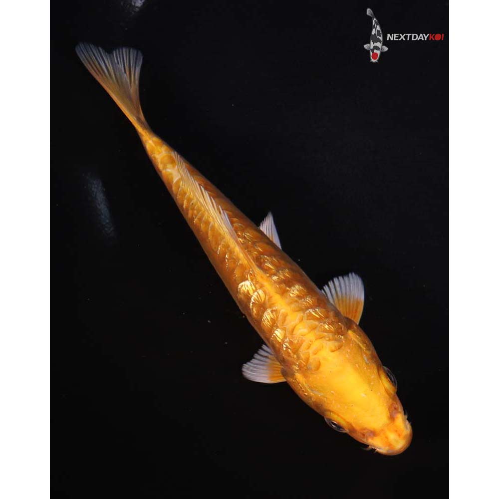 6.5” Imported Doitsu Gin Rin Orenji Ogon