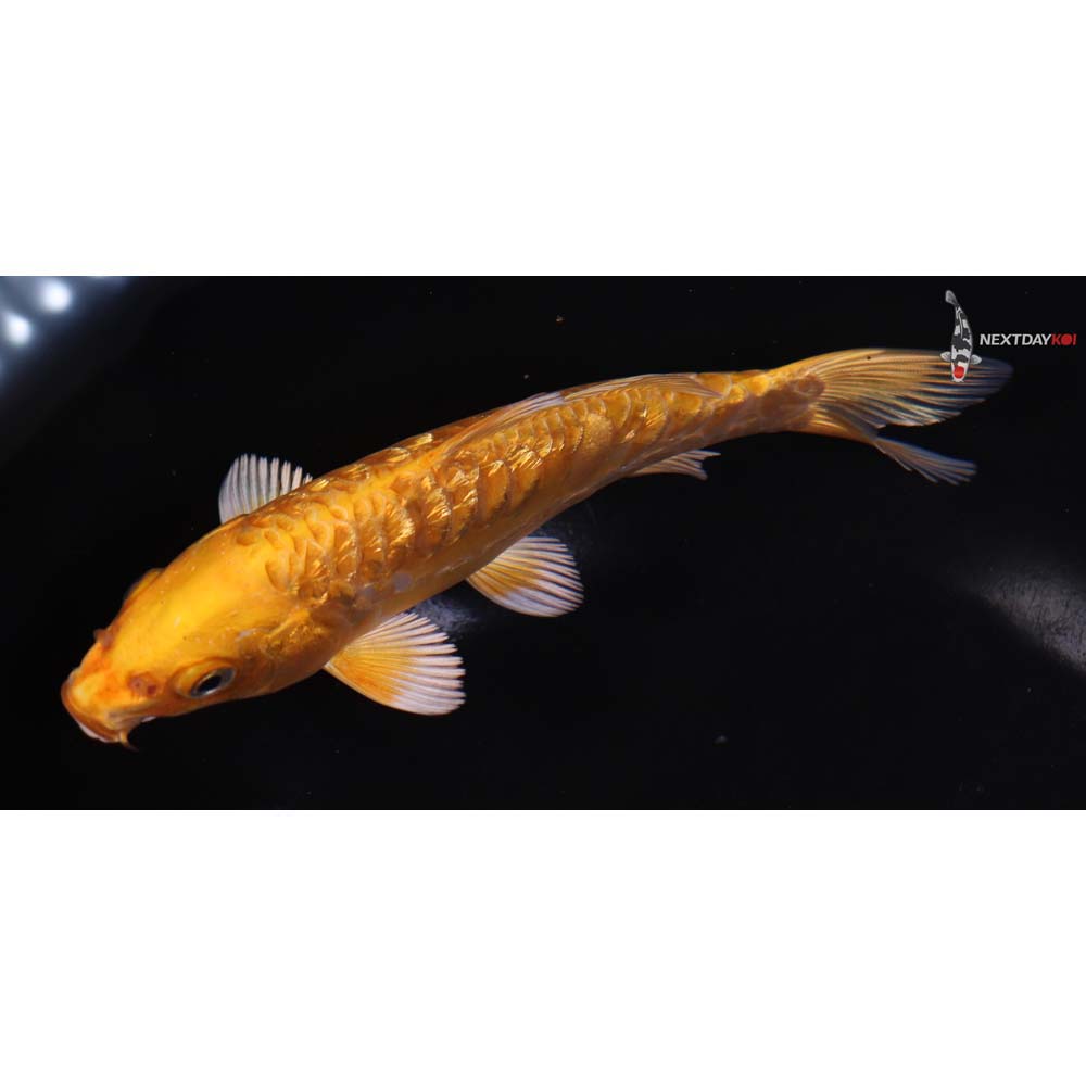 6.5” Imported Doitsu Gin Rin Orenji Ogon