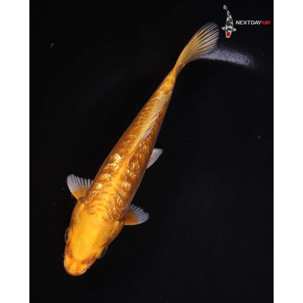 6.5” Imported Doitsu Gin Rin Orenji Ogon