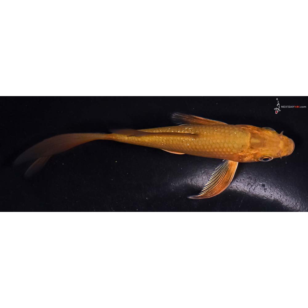 4.5” Imported Chagoi Butterfly Koi