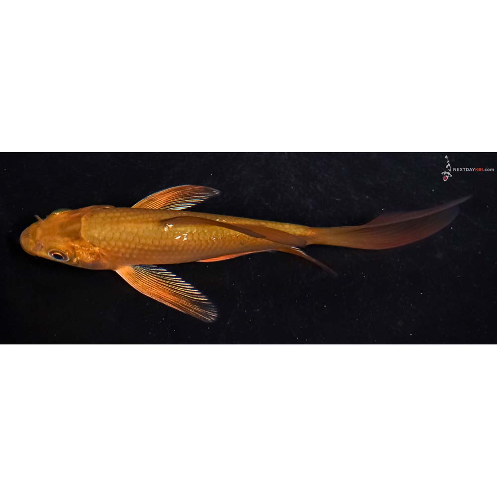 4.5” Imported Chagoi Butterfly Koi