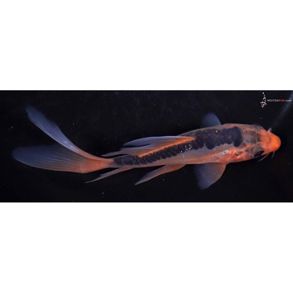 5” Imported Hana Shusui Butterfly Koi