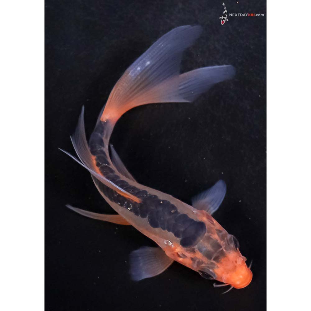 5” Imported Hana Shusui Butterfly Koi