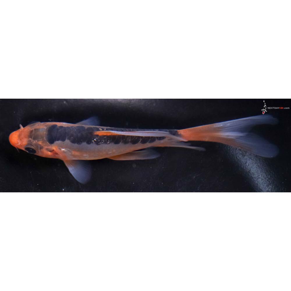 5” Imported Hana Shusui Butterfly Koi