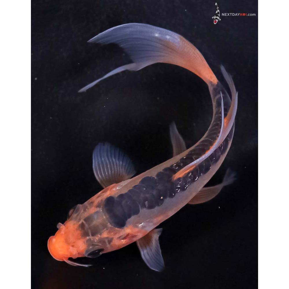 5” Imported Hana Shusui Butterfly Koi