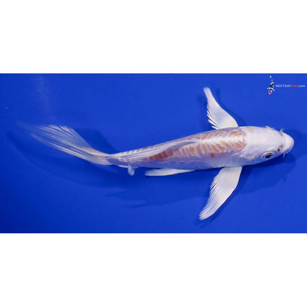 5” Imported Doitsu Lemon Hariwake Butterfly Koi