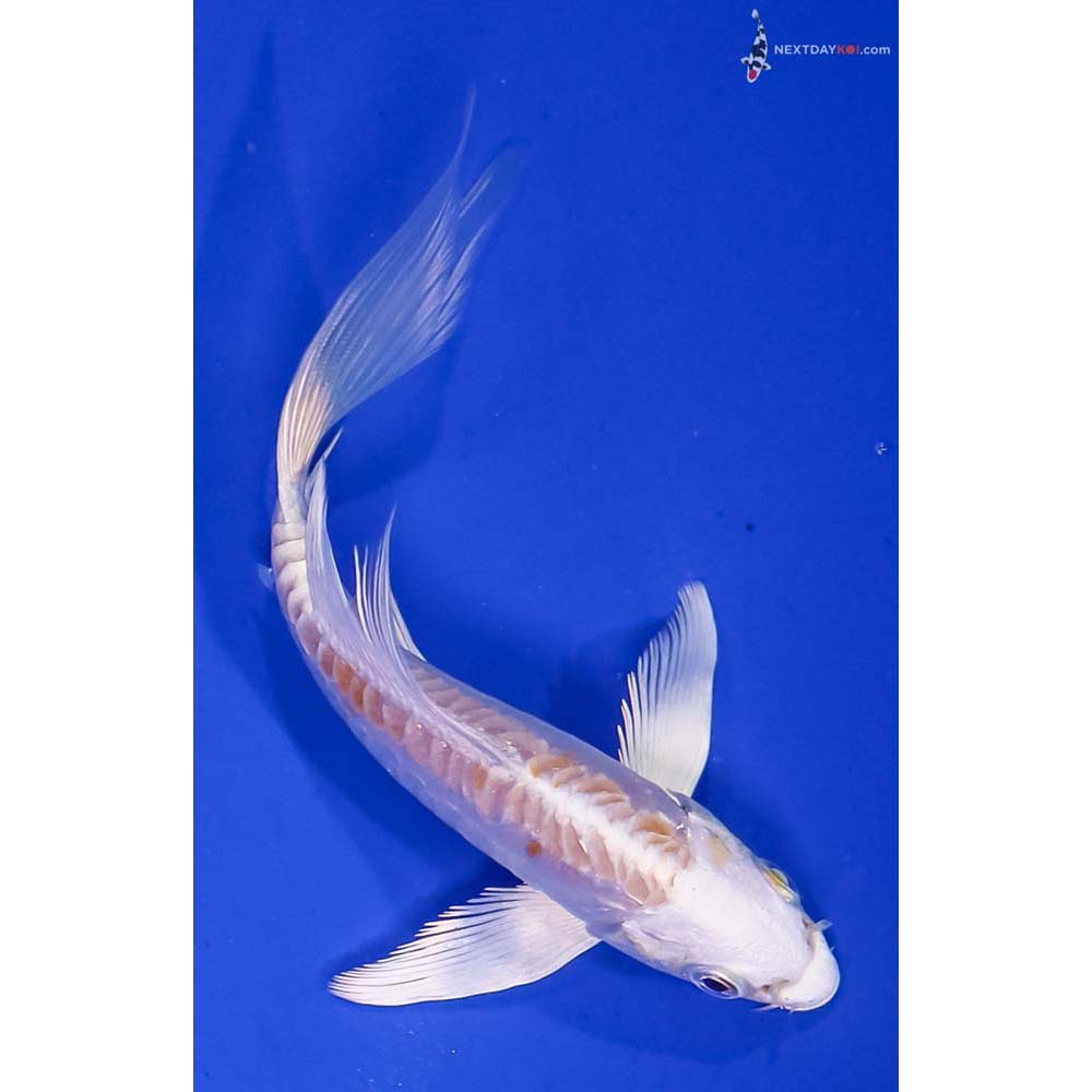 5” Imported Doitsu Lemon Hariwake Butterfly Koi