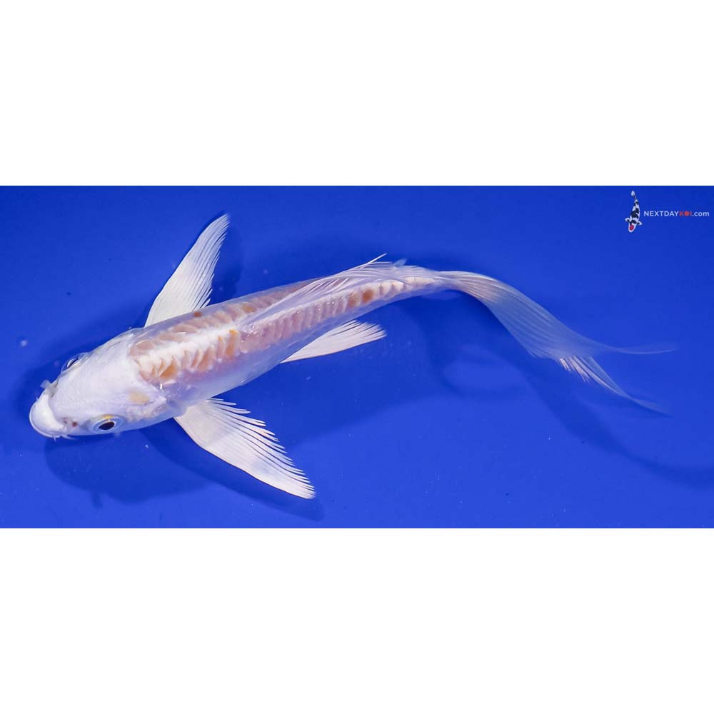 5” Imported Doitsu Lemon Hariwake Butterfly Koi