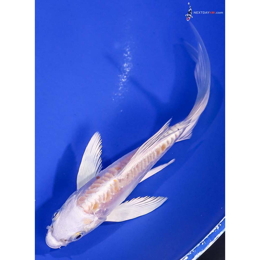 5” Imported Doitsu Lemon Hariwake Butterfly Koi
