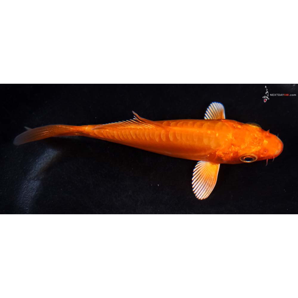 4.5” Imported Doitsu Orenji Ogon