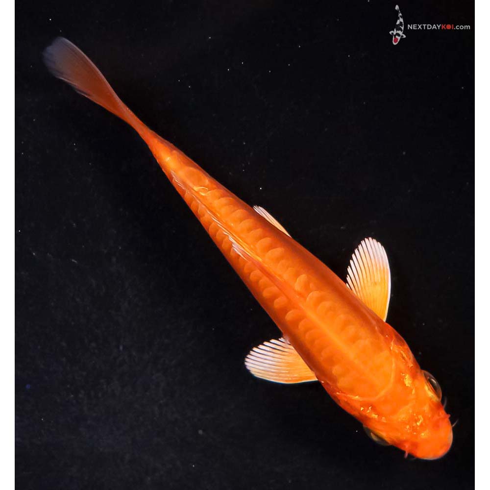 4.5” Imported Doitsu Orenji Ogon