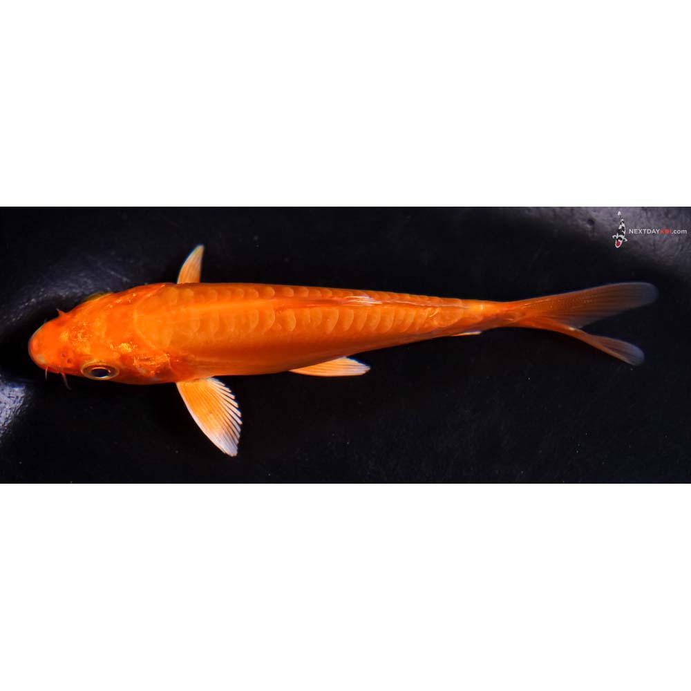 4.5” Imported Doitsu Orenji Ogon