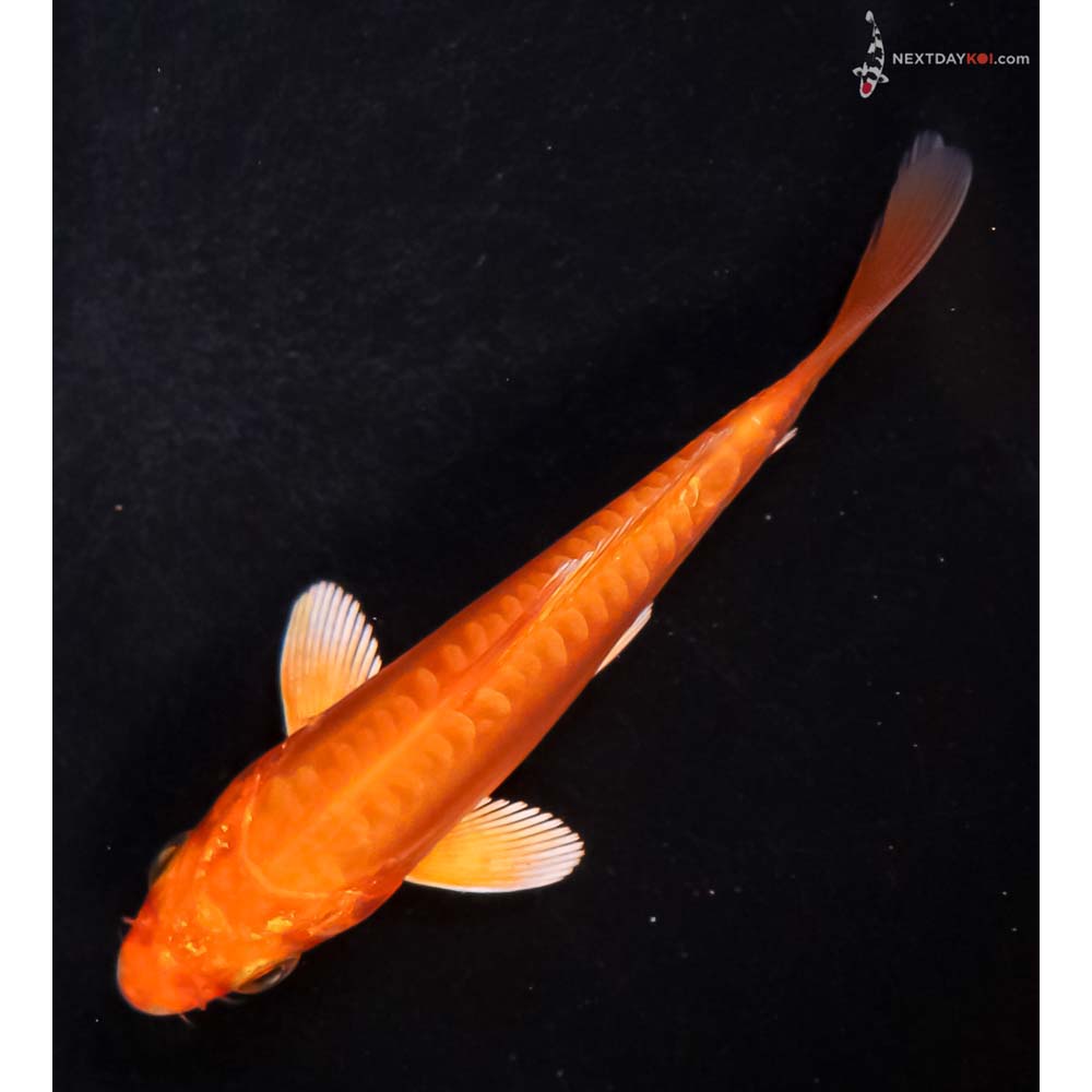 4.5” Imported Doitsu Orenji Ogon