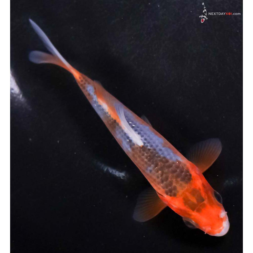 4.5” Imported Asagi