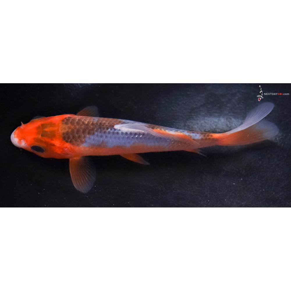 4.5” Imported Asagi