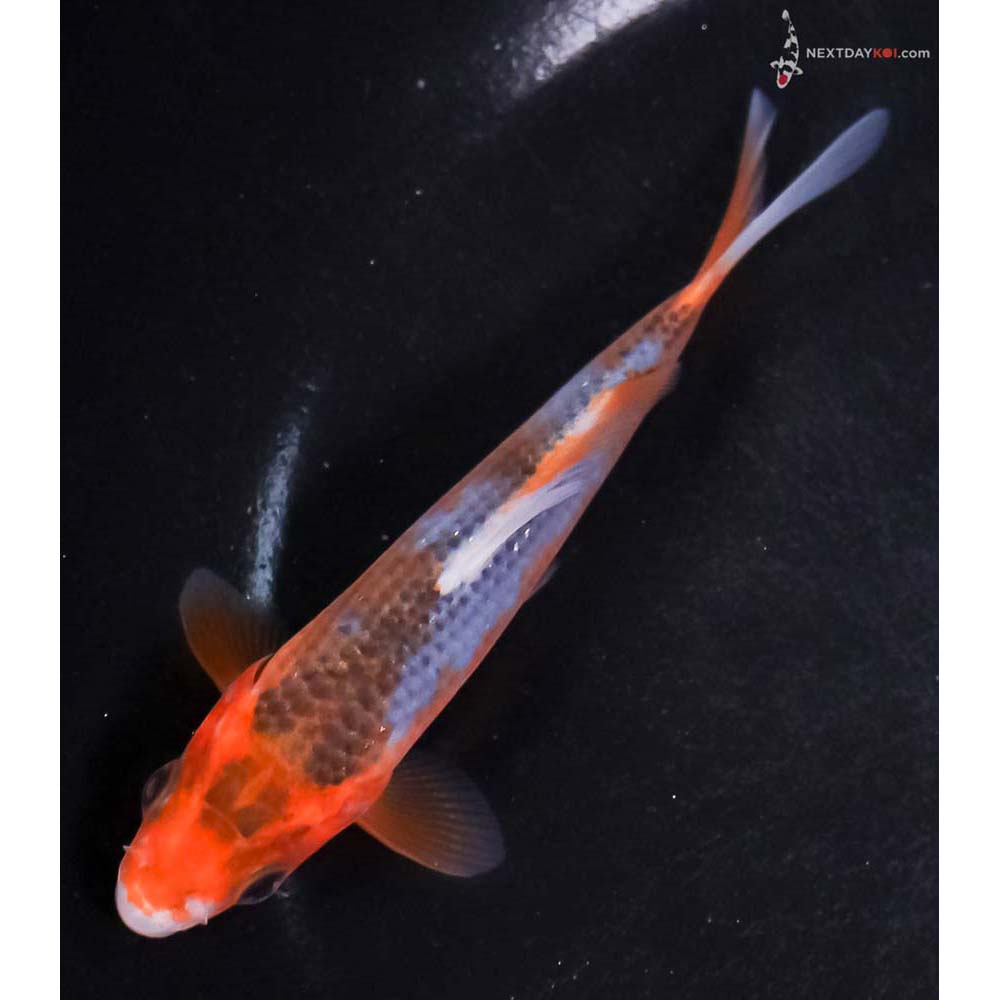 4.5” Imported Asagi