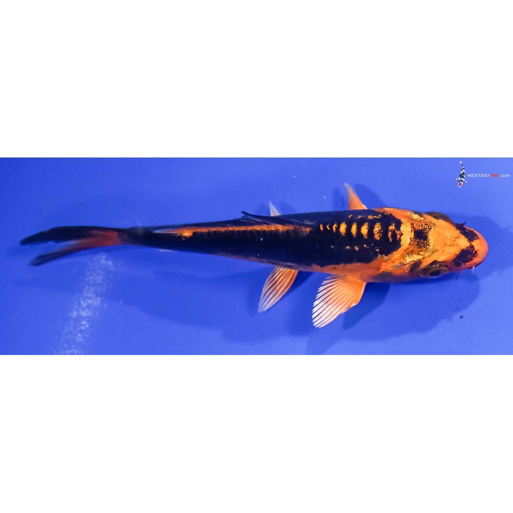4.5” Imported Kin Kikokuryu