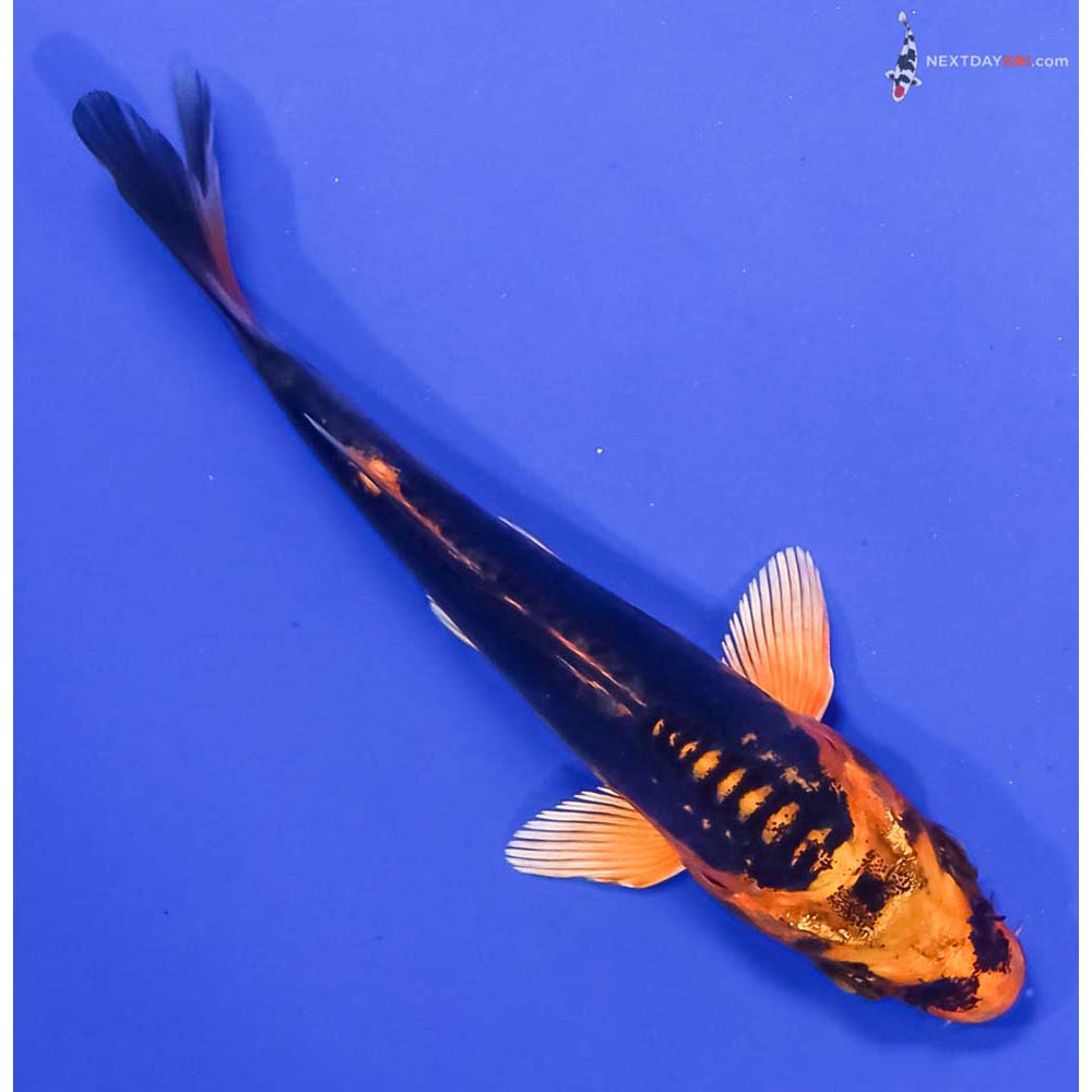 4.5” Imported Kin Kikokuryu