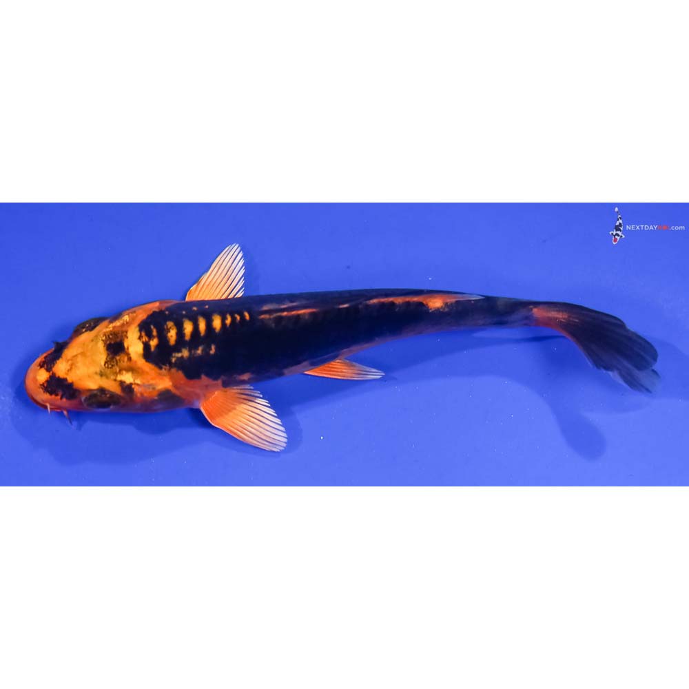 4.5” Imported Kin Kikokuryu