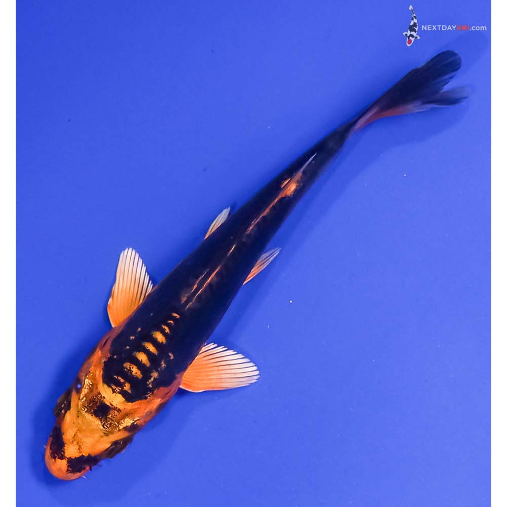 4.5” Imported Kin Kikokuryu