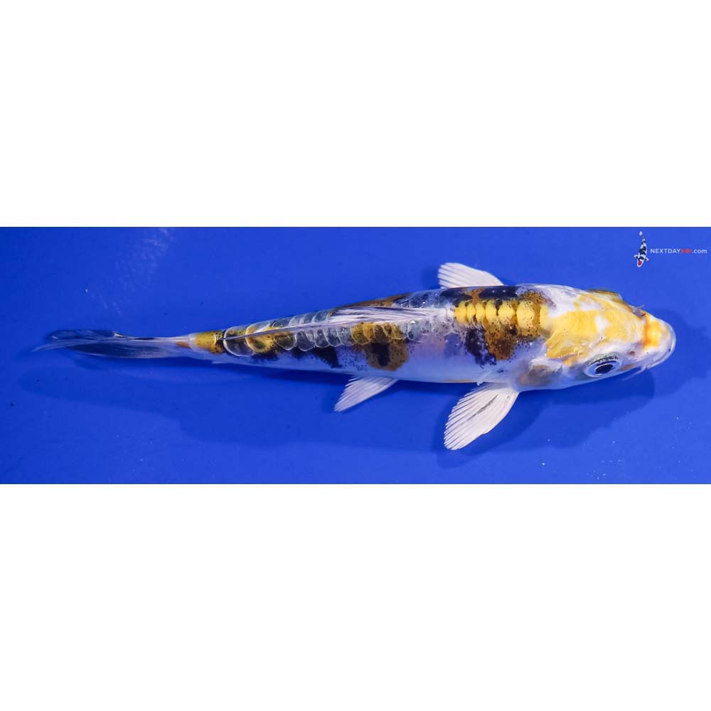 4.5” Imported Heisei Nishiki