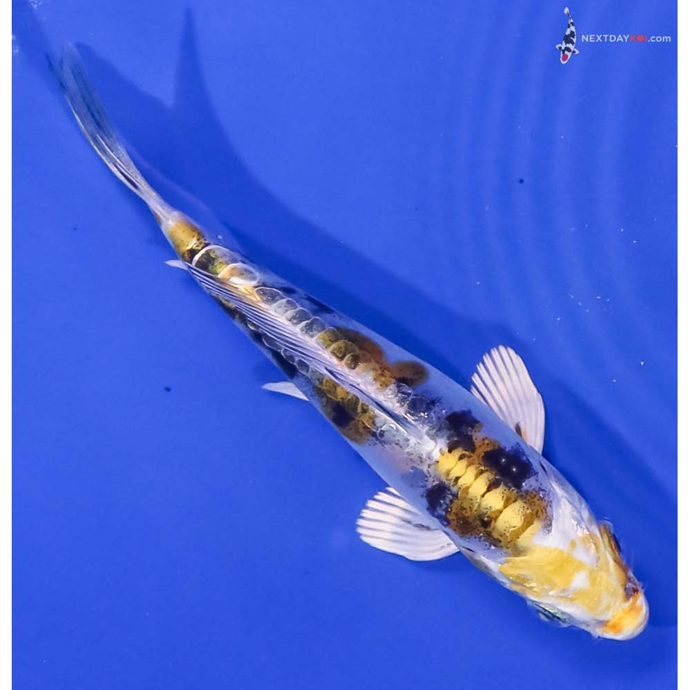 4.5” Imported Heisei Nishiki