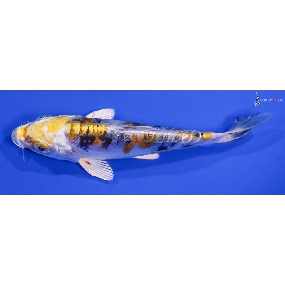4.5” Imported Heisei Nishiki
