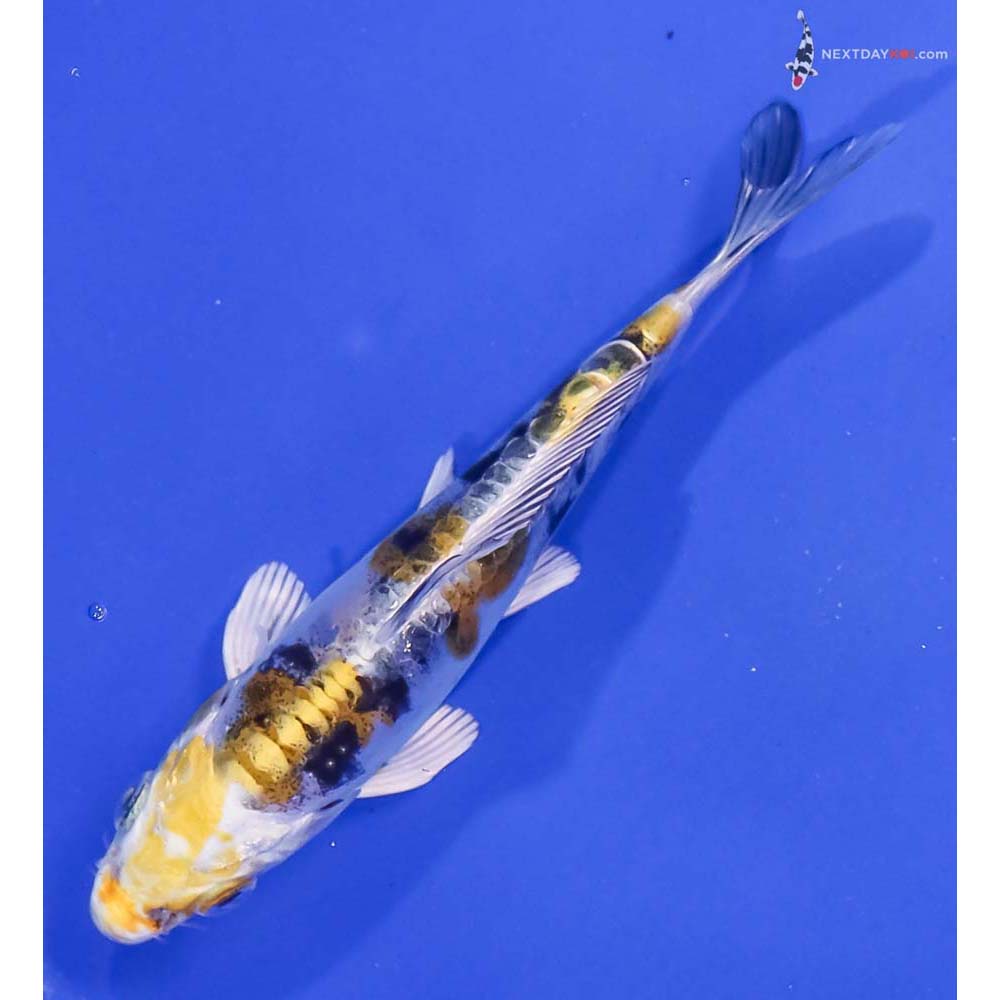 4.5” Imported Heisei Nishiki