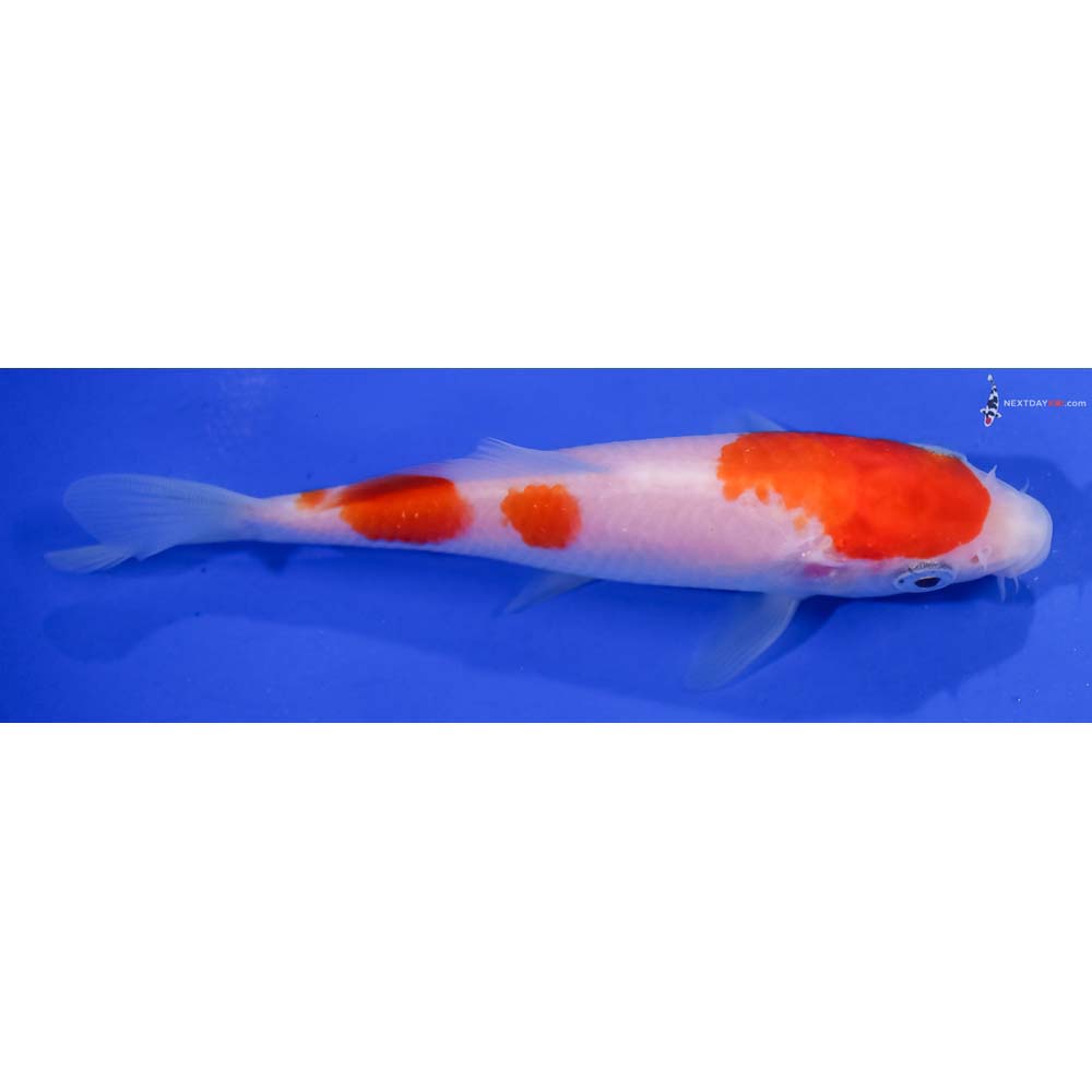 4.5” Imported Kohaku