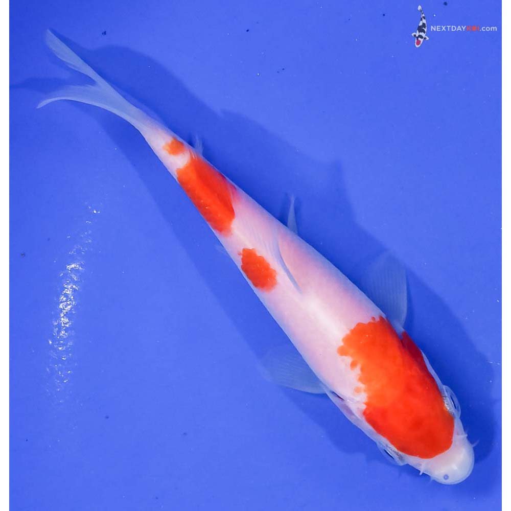 4.5” Imported Kohaku