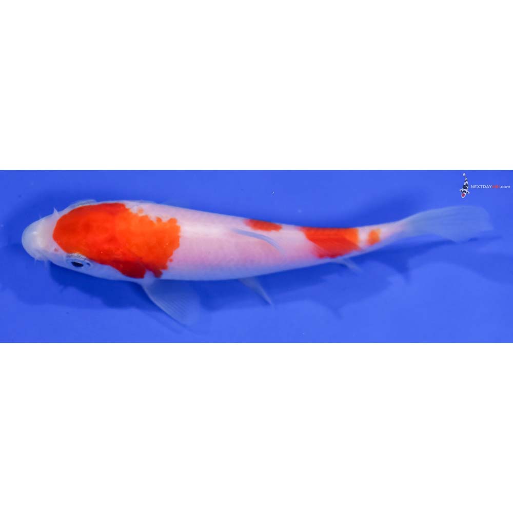 4.5” Imported Kohaku