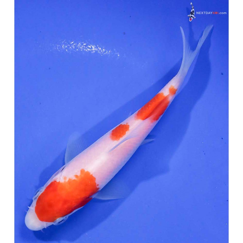 4.5” Imported Kohaku