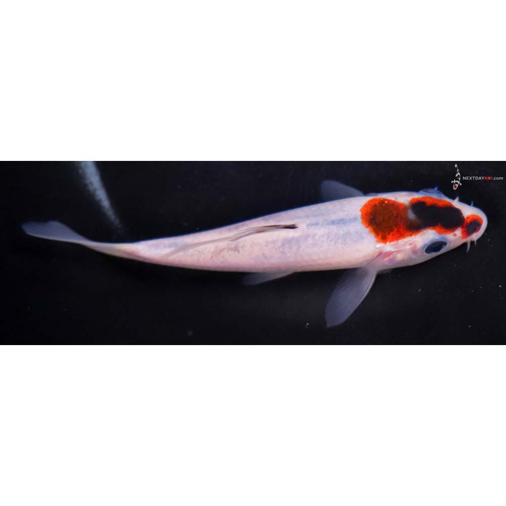 5” Imported Goromo