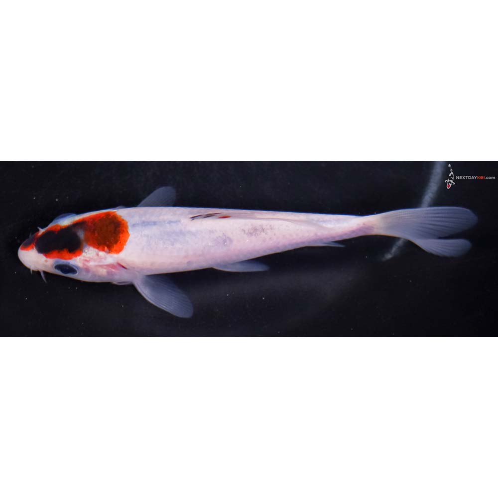 5” Imported Goromo