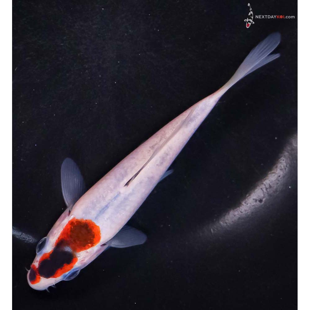 5” Imported Goromo