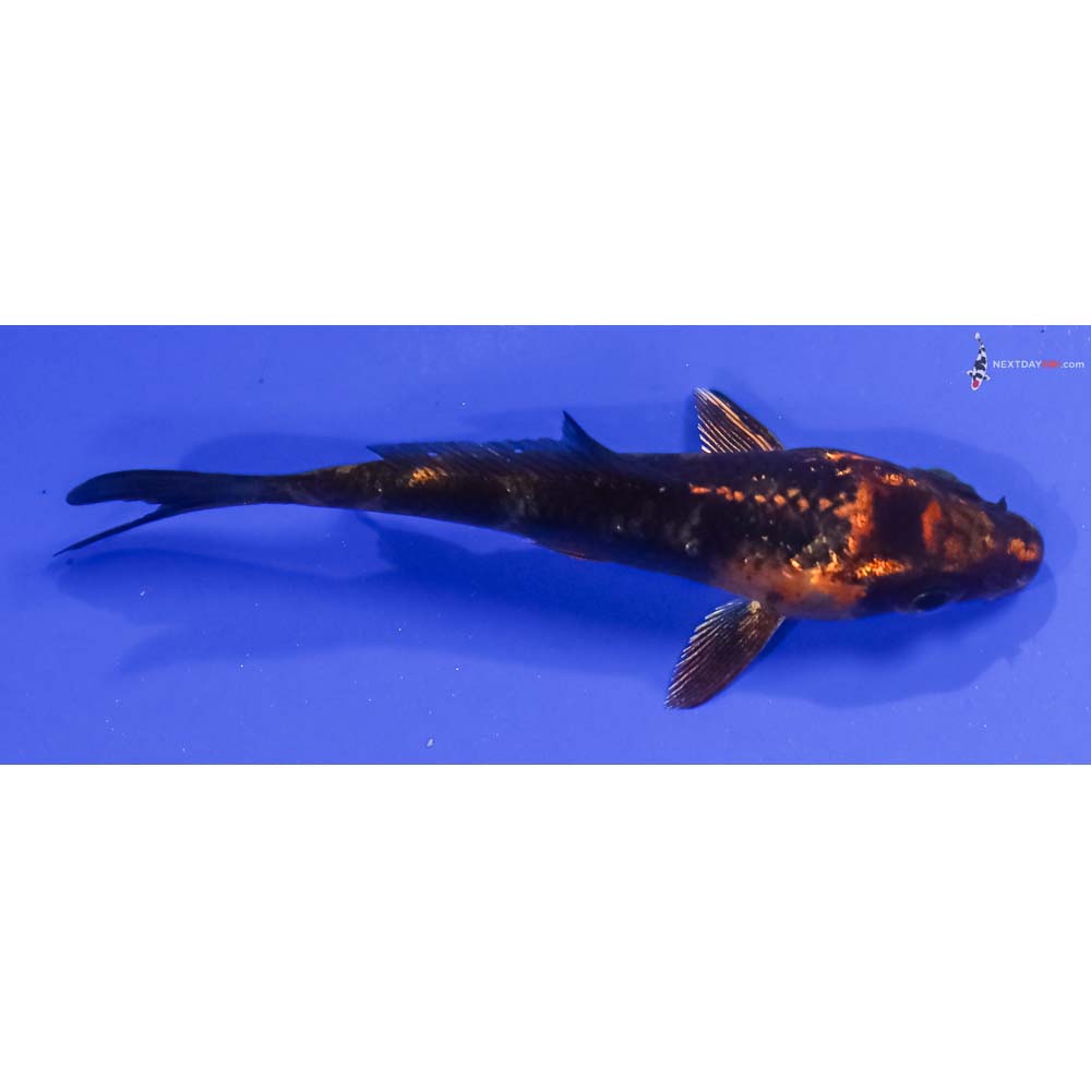 3” Imported Kin Hi Utsuri