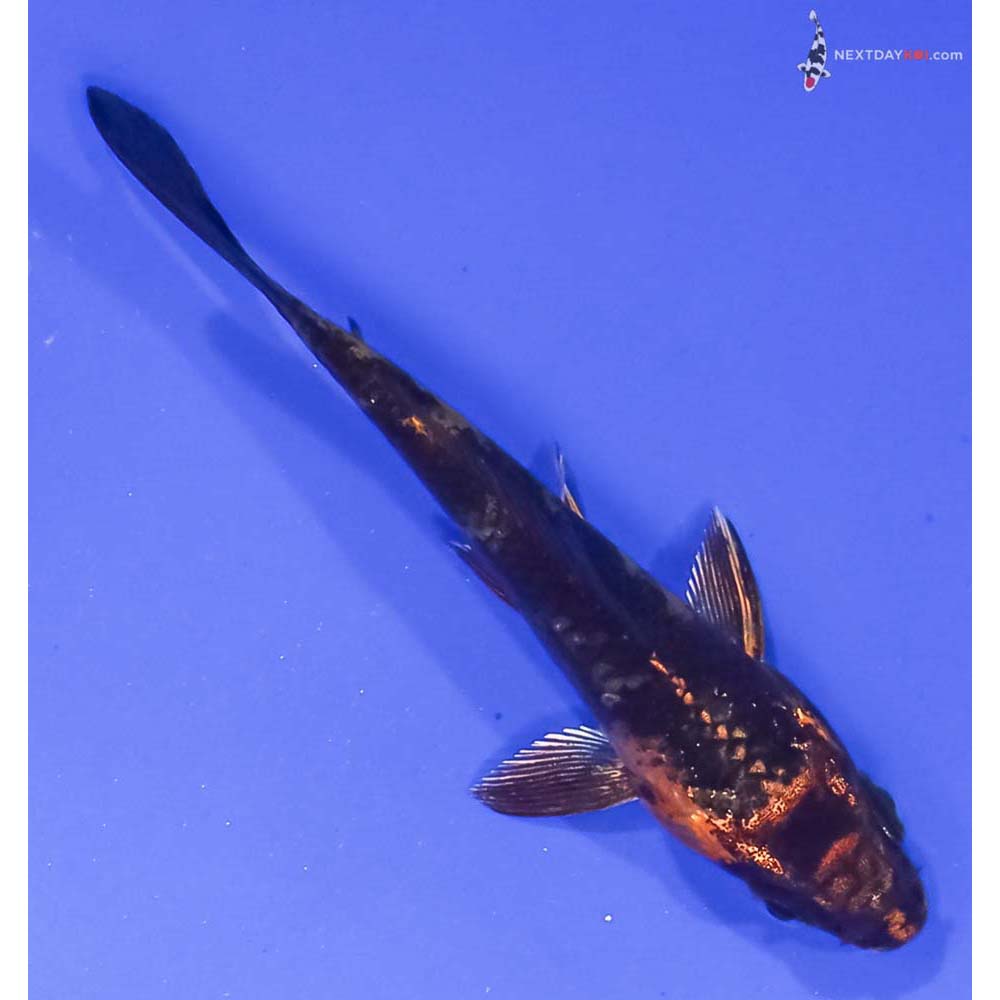 3” Imported Kin Hi Utsuri