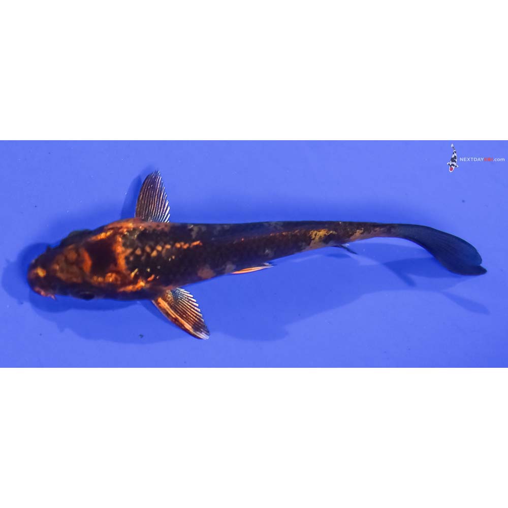 3” Imported Kin Hi Utsuri