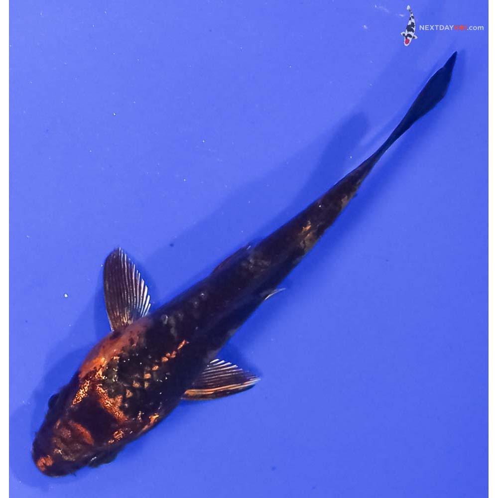 3” Imported Kin Hi Utsuri