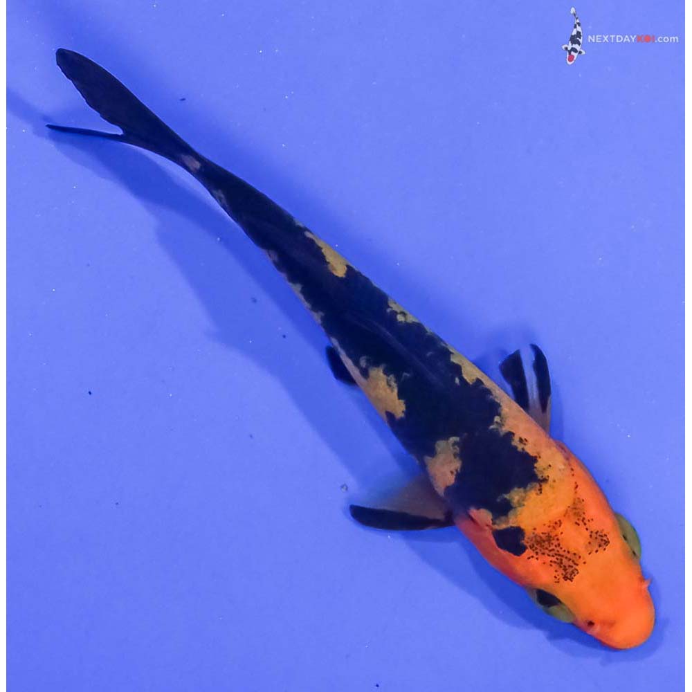 3” Imported Aka Bekko