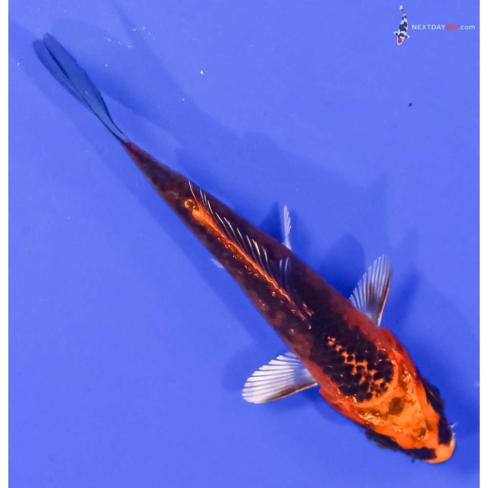 3.5” Imported Kujaku